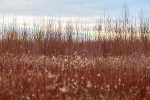 Field of plants with red stems and white flowers, rural photo