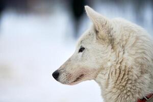 Husky sled dog face, winter background photo