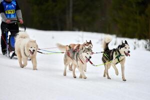 Running Husky dog on sled dog racing photo