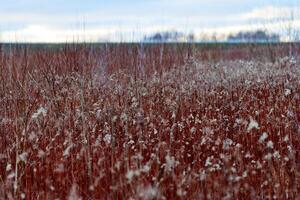 Field of plants with red stems and white flowers, rural photo