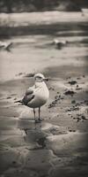 Solitary Seagull Standing on a Moody Shoreline photo