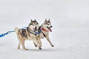 Running Husky dog on sled dog racing photo