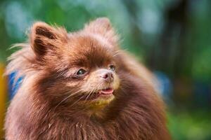 Pomeranian Spitz dog in garden, close up face portrait photo