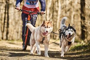 Correr perros de trineo husky siberiano en arnés tirando de scooter en otoño bosque tierra seca scootering foto