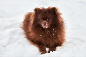 feliz perro pomeranian spitz yace en la nieve del invierno y lamiendo lindo retrato de cachorro spitz marrón chocolate foto