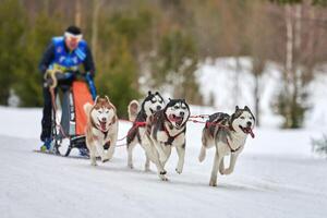 carreras de perros de trineo husky foto