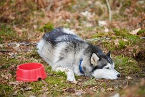 Siberian Husky dog lying near bowl on forest grass, resting Husky dog waiting yummy meal photo