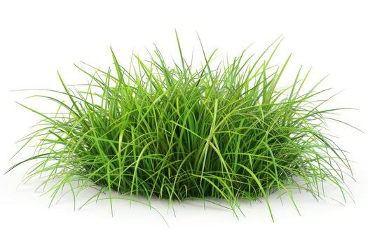 leaves of grass on white background photo