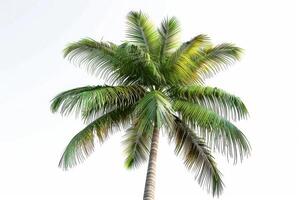 palm tree on white background photo