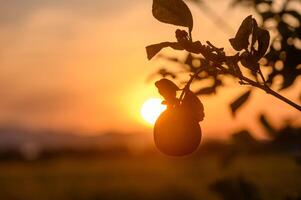 lemon fruit on a branch in the garden against sunset background 1 photo