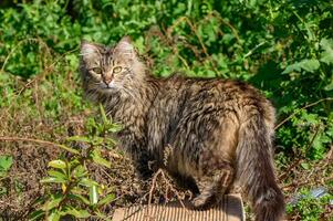 tabby cat in winter in Cyprus 1 photo