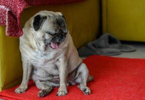 Senior pug sitting on the floor at home 4 photo