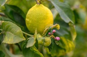 amarillo agrios limón frutas y verde hojas en el jardín. agrios limón creciente en un árbol rama primer plano.22 foto