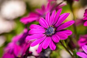 Beautiful flowering bush of Osteospermum. The magenta-lilac color petal flowers in shallow depth of field. photo