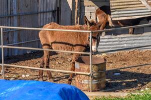 donkey in a pen in the village in winter 7 photo