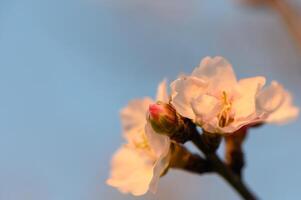 Spring nature background with lovely blooming almonds in pastel banner. Springtime concept 5 photo