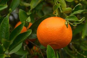 Ripe oranges, tangerines growing on a citrus branch with green leaves in an orchard. Sunny day. 1 photo