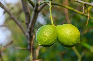 verde limones en árbol en jardín 1 foto