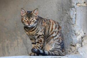 homeless tabby cat on the background of a concrete wall 1 photo