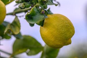 Citrus lemon fruits with leaves isolated, sweet lemon fruits on a branch with working path.3 photo