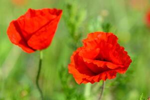 Sunset over poppy field on countryside. Selective focus.4 photo