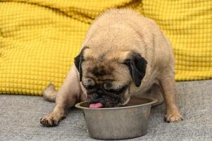 pug drinks water from a bowl on the sofa 1 photo