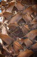 Close up date palm tree trunk texture in a sunny day. photo