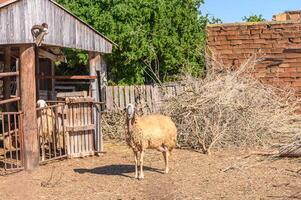 Funny sheep. Portrait of sheep showing tongue.2 photo