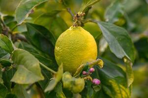 Citrus lemon fruits with leaves isolated, sweet lemon fruits on a branch with working path.8 photo