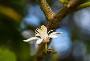 lemon flower on branches in lemon garden 3 photo