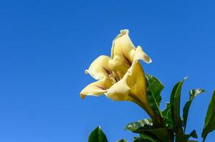 yellow tropical flowers bloom on the street in cyprus 2 photo