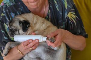 Trimming a pug's nails with an electric scratching post. A girl cuts a dog's nails.2 photo