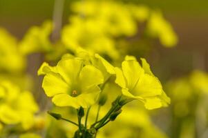 yellow tropical wildflowers on grass background 2 photo