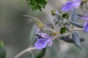 purple decorative flowers in winter in Cyprus 1 photo