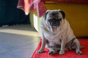 Senior pug resting at home 5 photo