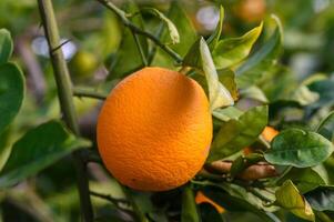 naranja jardín con naranjas en primavera. arboles con frutas 4 4 foto