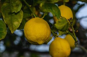 manojo de limón Fruta terminado verde natural jardín difuminar fondo, limón Fruta con hojas en difuminar antecedentes. 2 foto