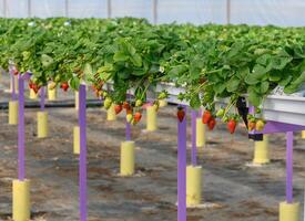 Strawberries ripen in a greenhouse on a farm in Cyprus 9 photo