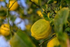 amarillo agrios limón frutas y verde hojas en el jardín. agrios limón creciente en un árbol rama primer plano.16 foto