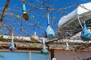 Turkish dry pumpkins as home decoration 1 photo