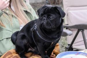 black young pug sits in the arms of its owner 1 photo