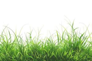 leaves of grass on white background photo