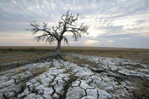 drought landscape with dry cracked earth and dead tree. Global warming concept photo