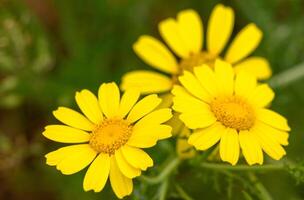 View of glebionis segetum , Chrysanthemum segetum in the field. It is a species of flowering plant in the family Asteraceae. 1 photo