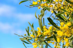 mimosa flores en un árbol con azul cielo.2 foto