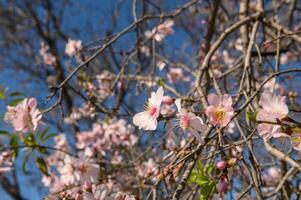 almond blossoms in February in Cyprus 5 photo