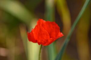 Red poppy flower in the middle of a field of green spikelets 2 photo