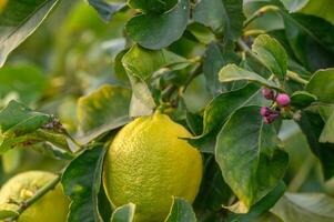 agrios limón frutas con hojas aislado, dulce limón frutas en un rama con trabajando camino. 5 5 foto