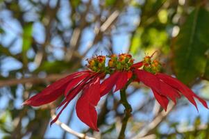 red tropical flowers bloom on the street in cyprus 2 photo