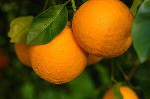 Oranges bear fruit and bloom on trees in the garden and in the sun's rays 4 photo